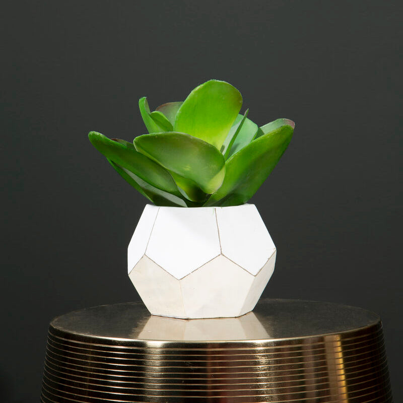 Fiori White Cement Pot Succulent