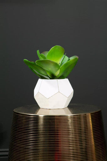 Fiori White Cement Pot Succulent
