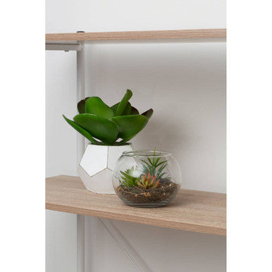 Fiori Small Glass Pot Mixed Succulent - image 7