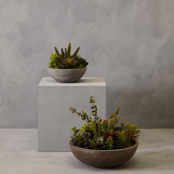 Two potted plants on a gray surface with a neutral background