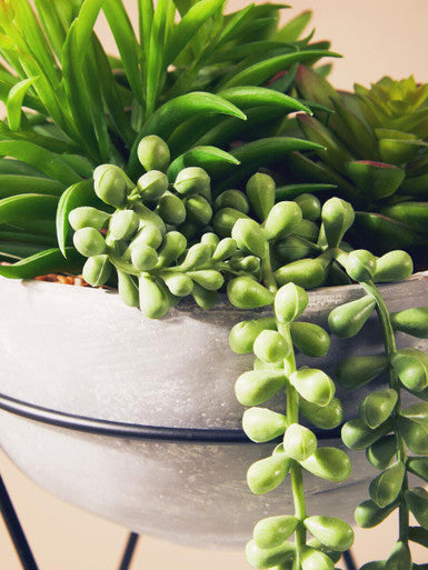 Fiori Mixed Succulent with Metal Stand