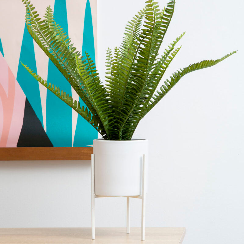 Fiori Fern in White Cement Pot on Stand