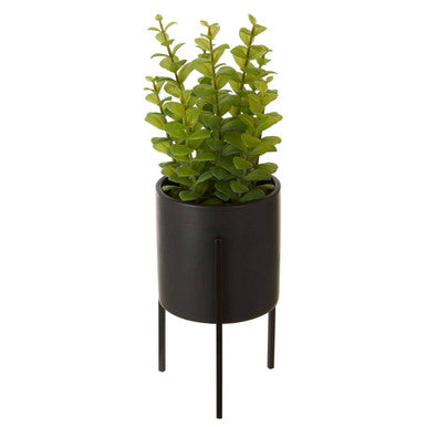 Fiori Thyme in Black Pot with Stand