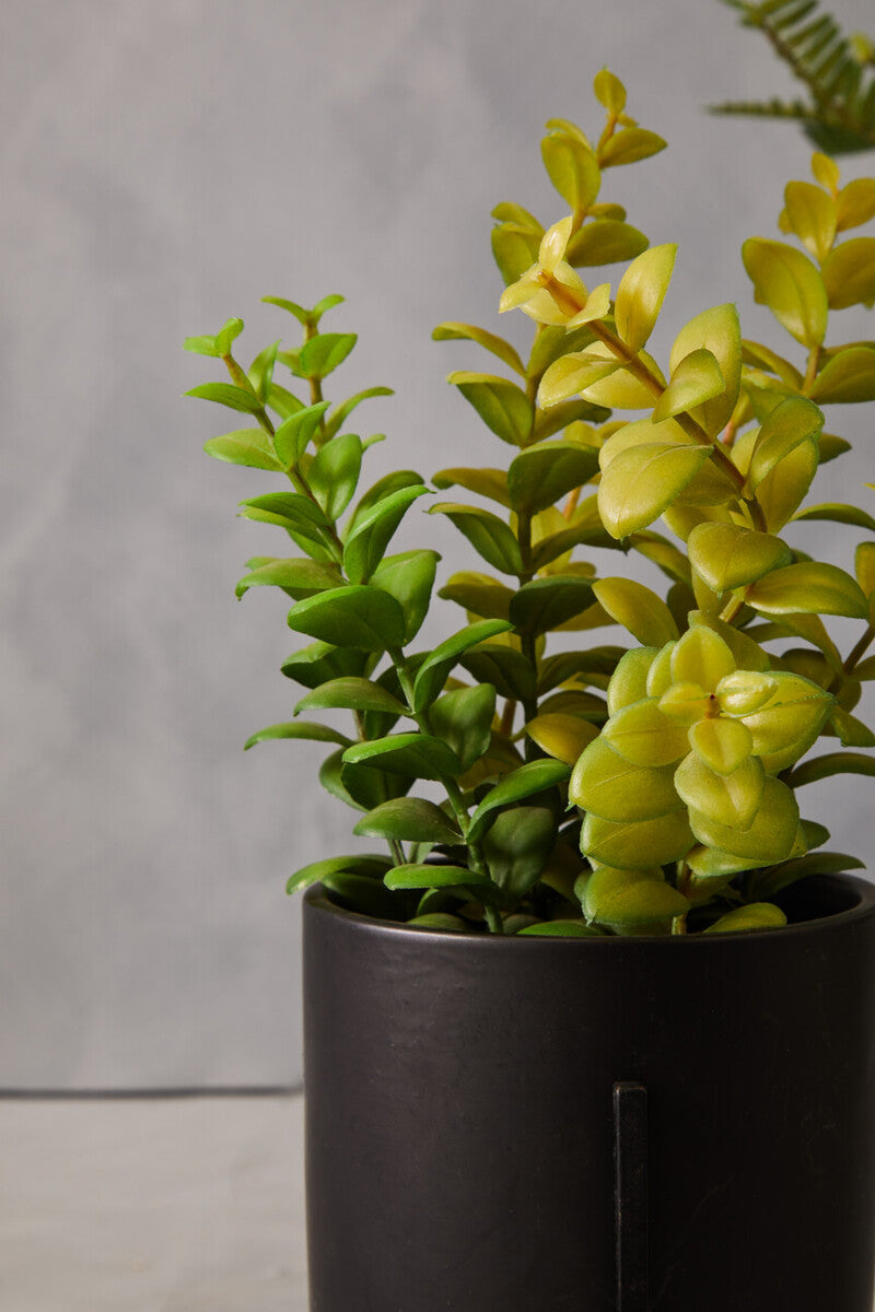 Fiori Thyme in Black Pot with Stand