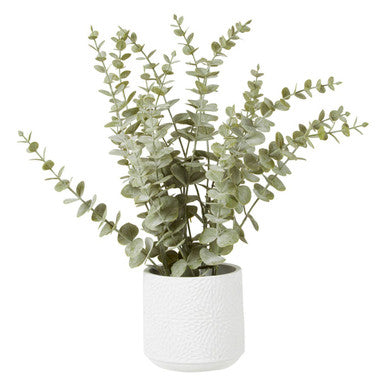 Fiori Eucalyptus with White Pot - image 1