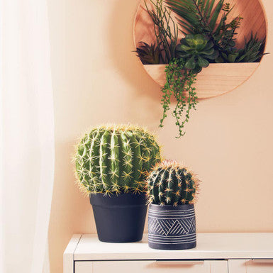 Two potted cacti on a white surface with a wall-mounted plant holder in the background.