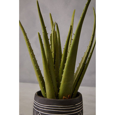 Fiori Aloe Vera Succulent