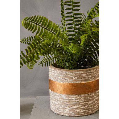 Fiori Boston Fern Succulent With Cement Pot