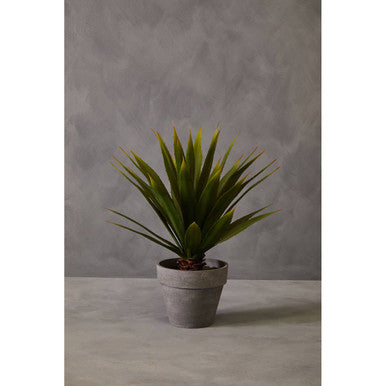 Fiori Agave Succulent in Grey Pot