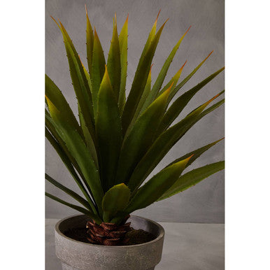 Fiori Agave Succulent in Grey Pot