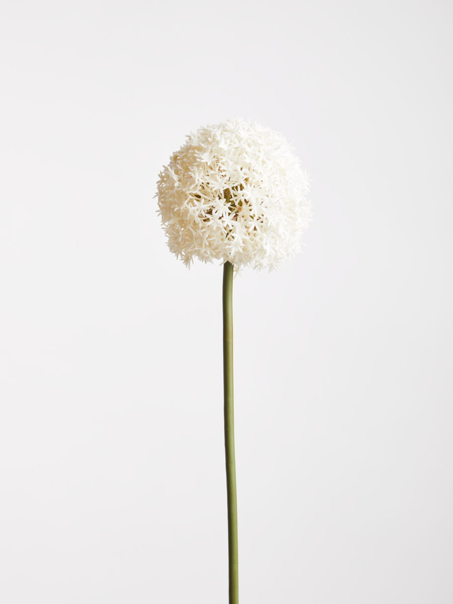 Fiori Ivory Allium Flower Stem