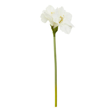 Single white flower on a green stem against a white background