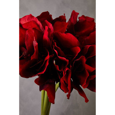 Fiori 72cm Amarylilis Burgundy Stem