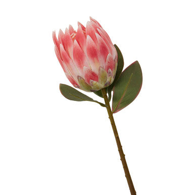Fiori Pink Protea Flower Stem