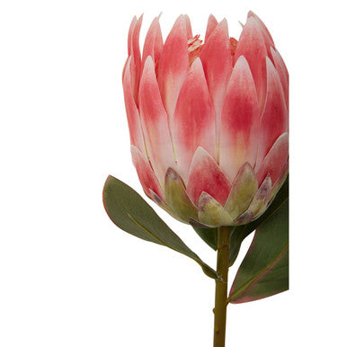 Fiori Pink Protea Flower Stem