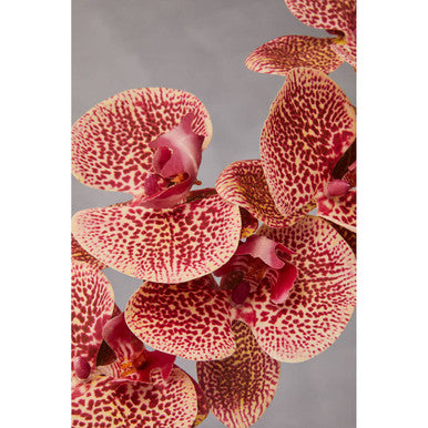 Fiori Tall Pink Orchid Spray Flower Stem