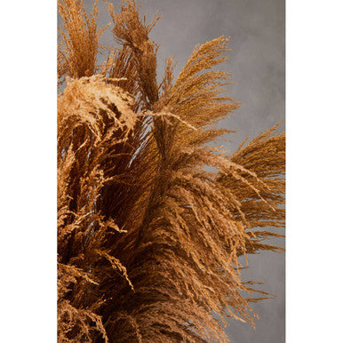 Fiori Natural Stem Pampas Grass - image 5