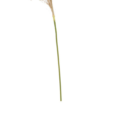 Fiori Natural Stem Pampas Grass - image 9
