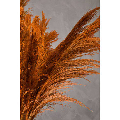 Fiori Pampas Grass Orange Stem - image 6