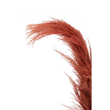 Fiori Pampas Grass Orange Stem - image 8