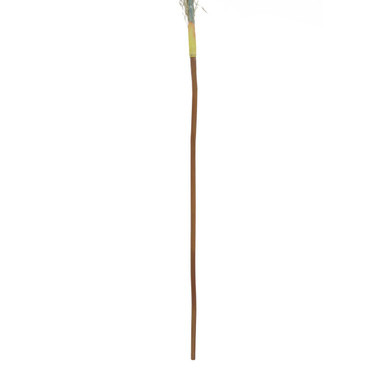 Fiori Pampas Grass Blue Stem