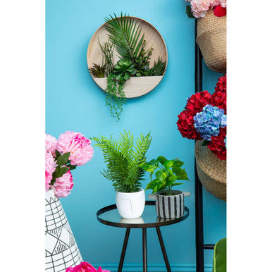 Fiori Fern - image 5