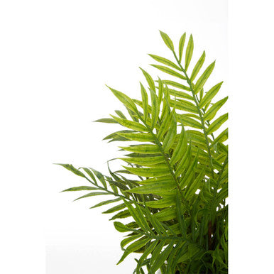 Fiori Fern - image 8
