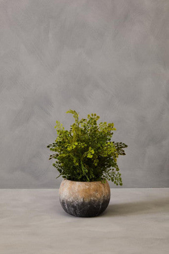 Fiori Fern With Cement Pot