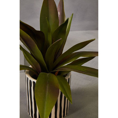 Fiori Agave In Ceramic Pot - image 5