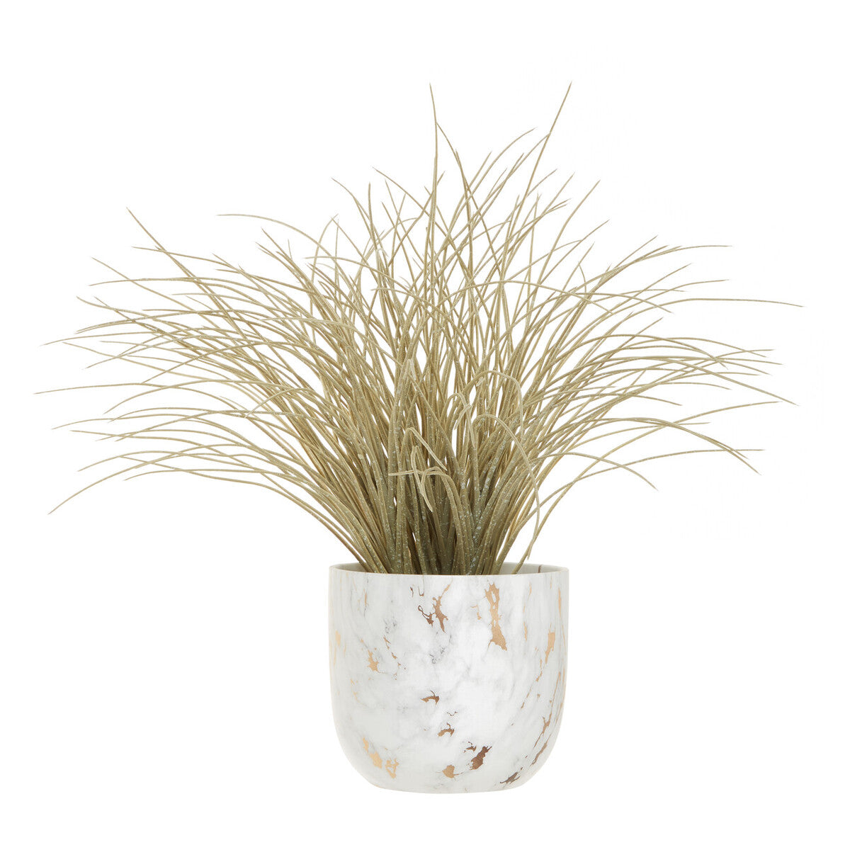 Fiori Grass Plant in a Pot