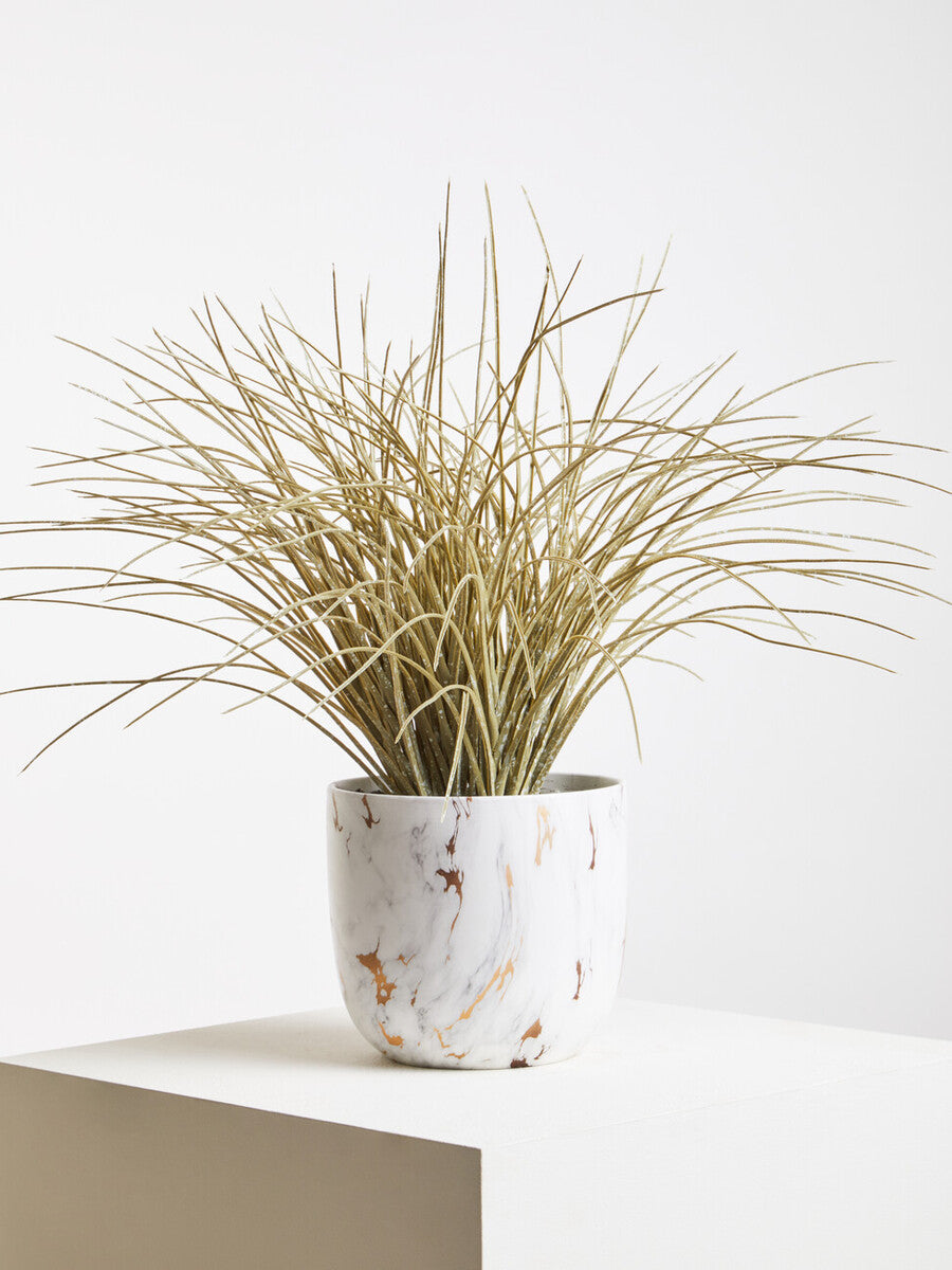Fiori Grass Plant in a Pot