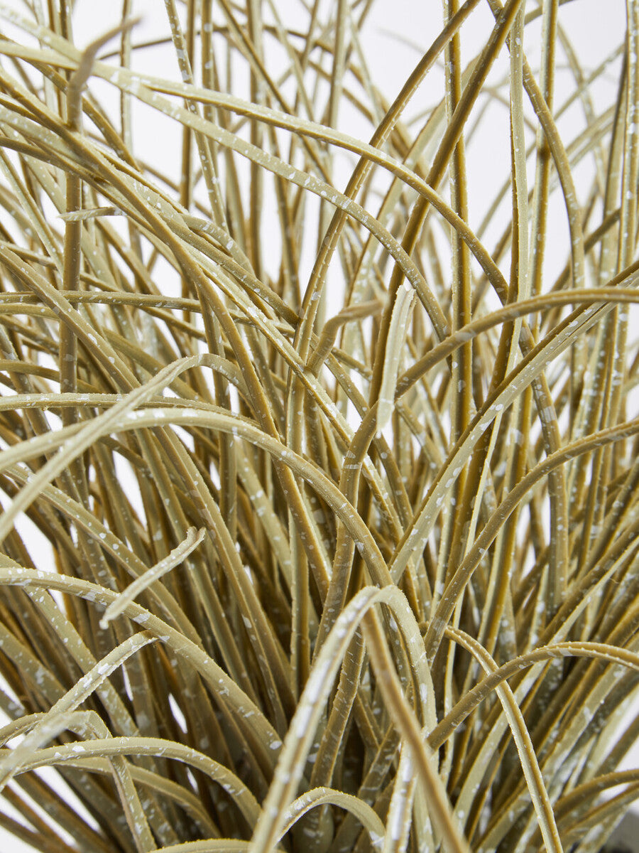 Fiori Grass Plant in a Pot