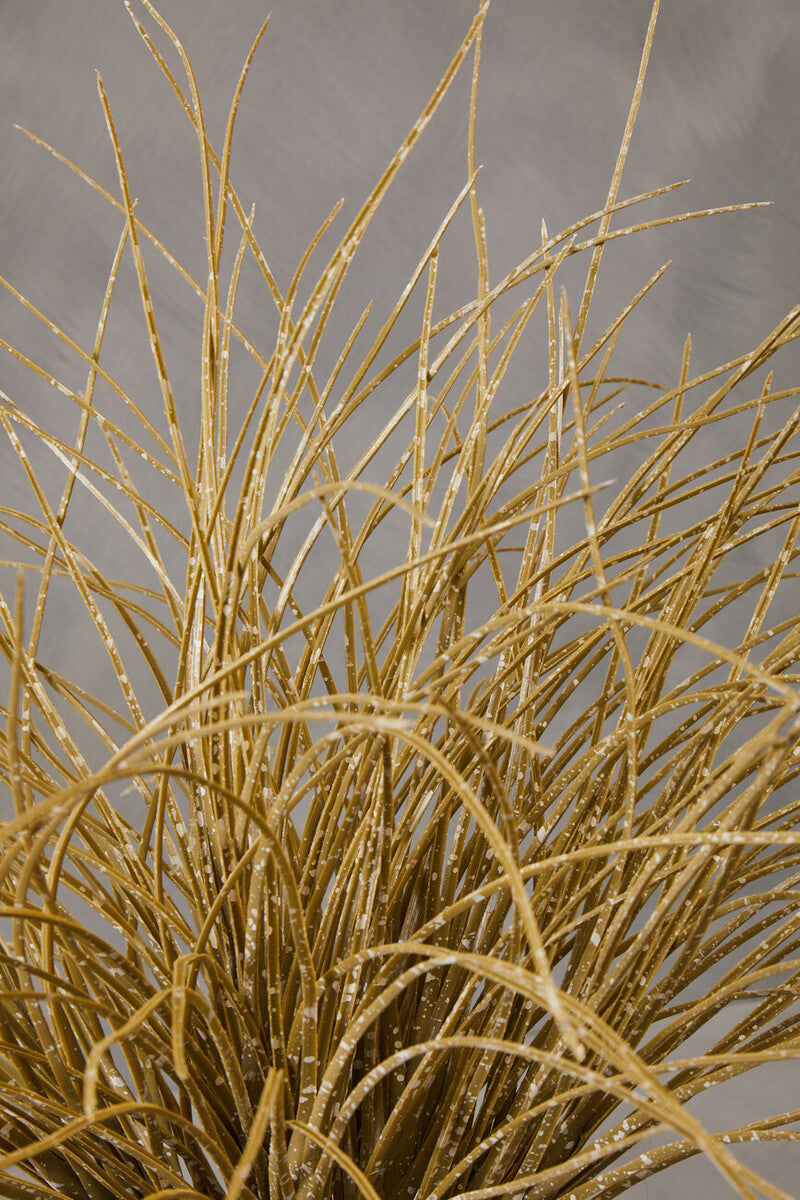 Fiori Grass Plant in a Pot