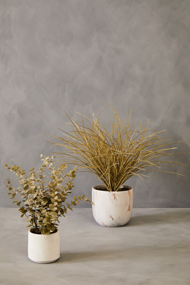 Fiori Grass Plant in a Pot