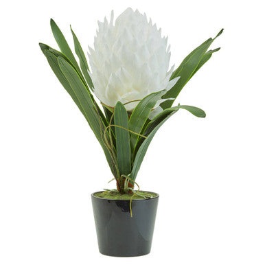 Potted plant with a white flower and green leaves on a white background