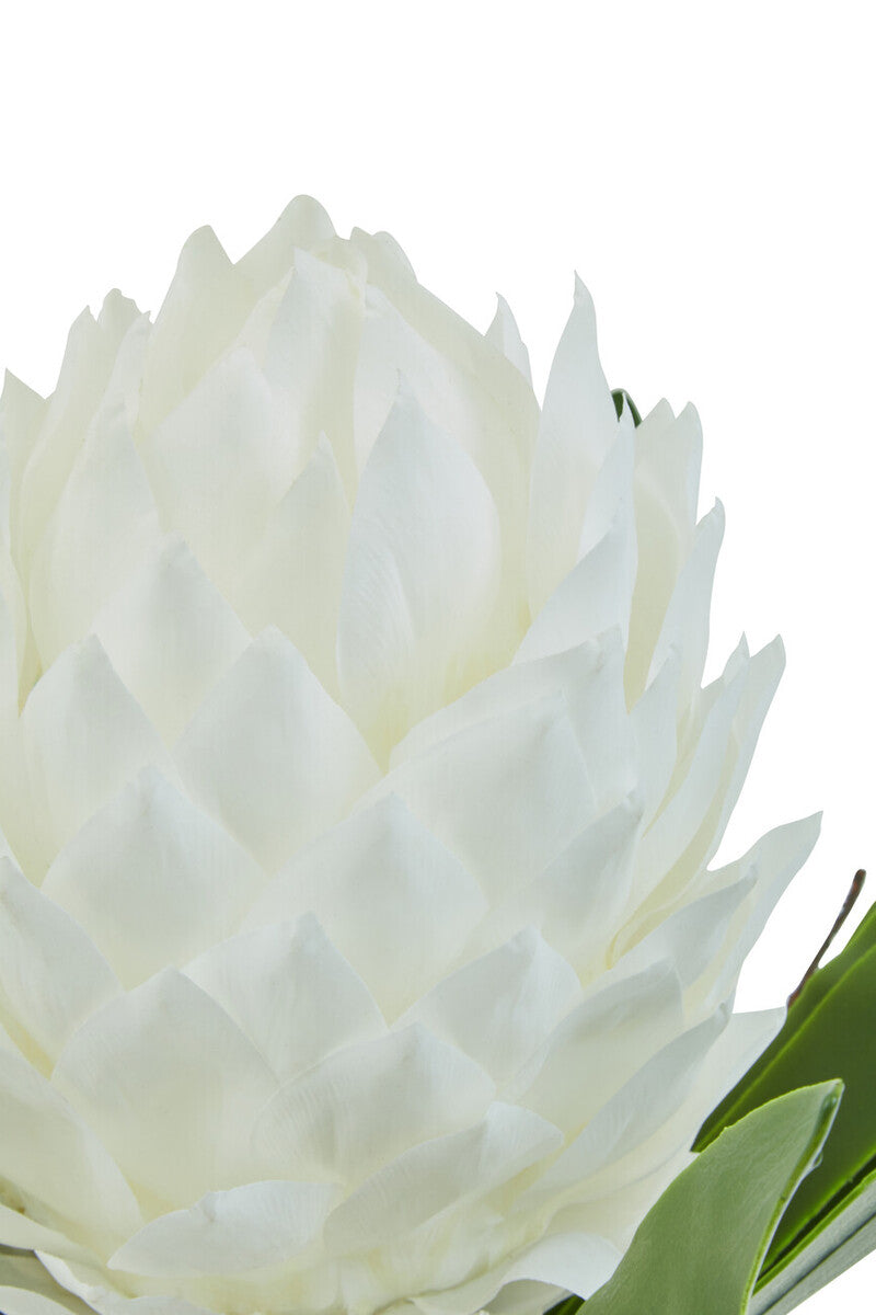 Fiori White Tropical Plant