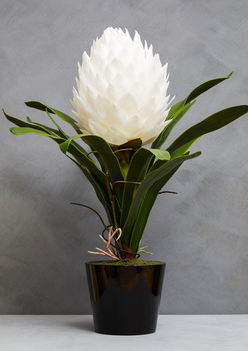 Fiori White Tropical Plant in Black Pot