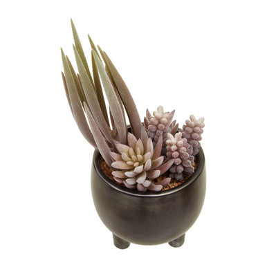 Potted plant with succulents on a white background