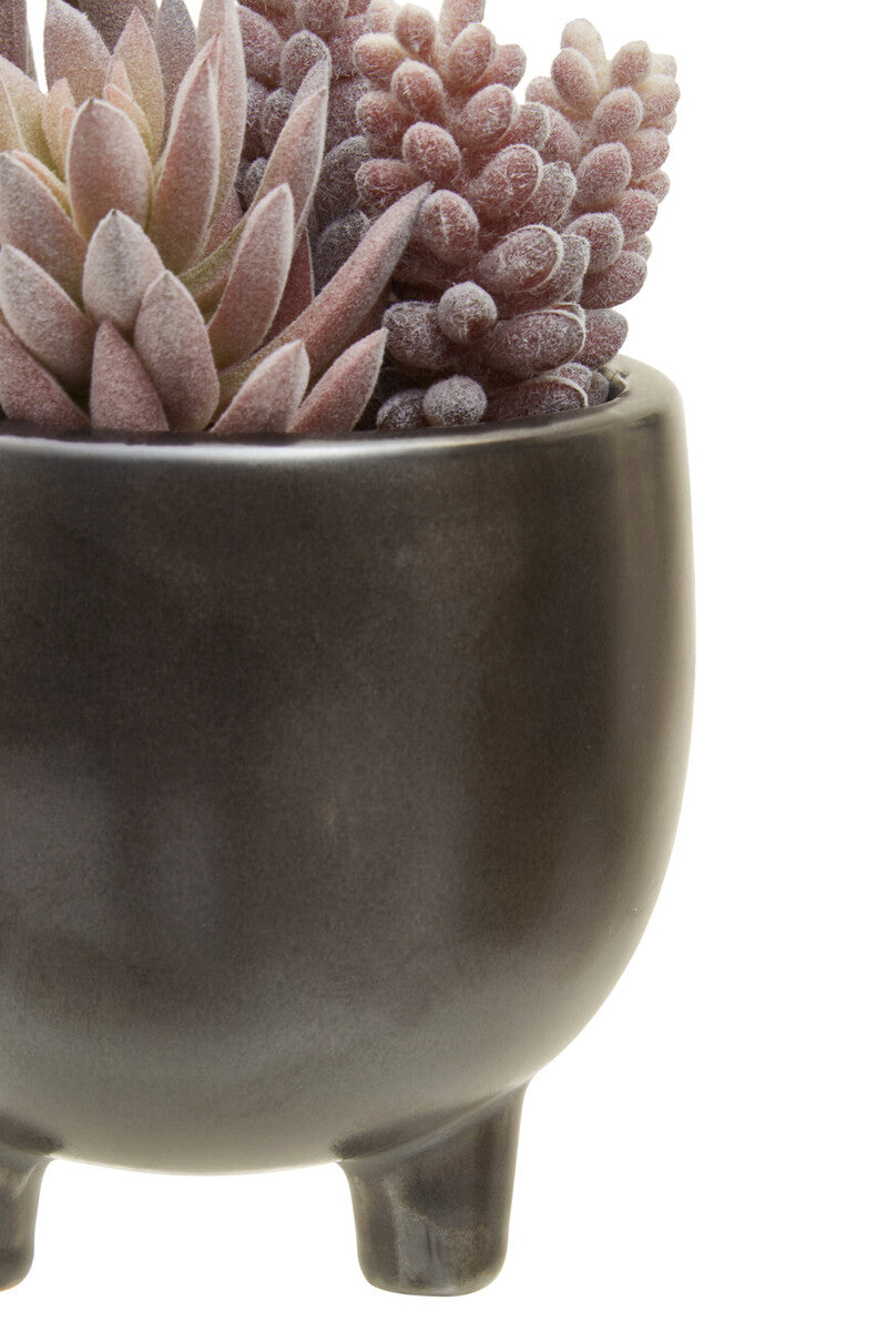 Fiori Mixed Succulents In Ceramic Pot