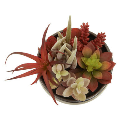 Fiori Mixed Succulents In Grey Ceramic Pot
