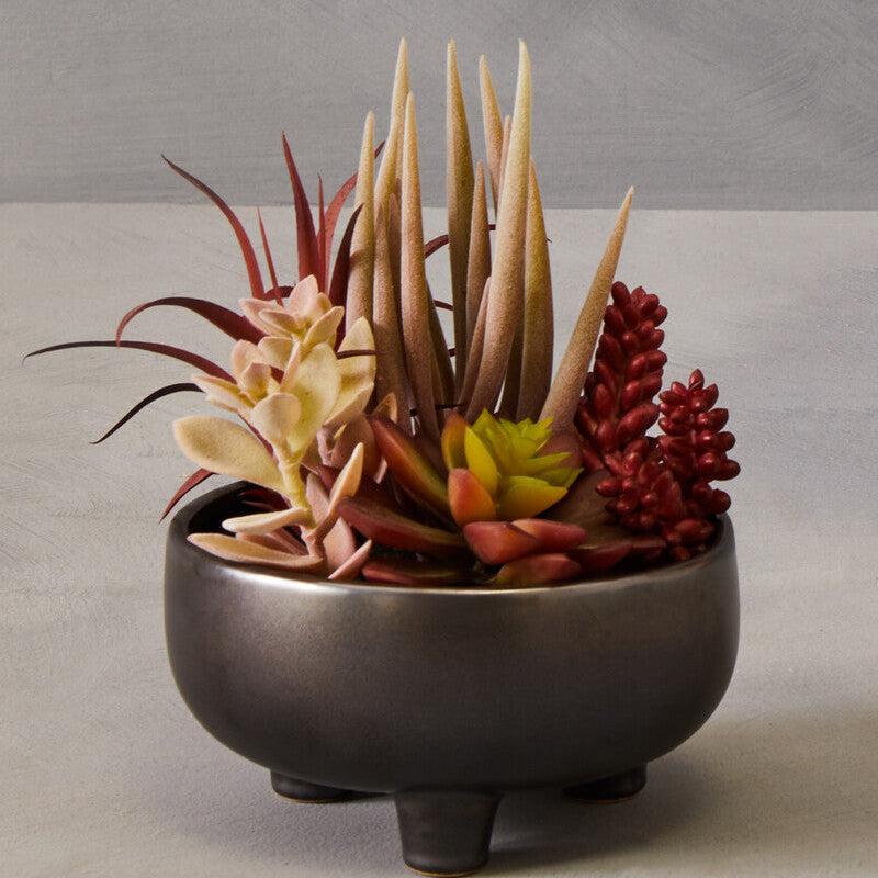 Decorative pot with assorted succulents on a neutral background
