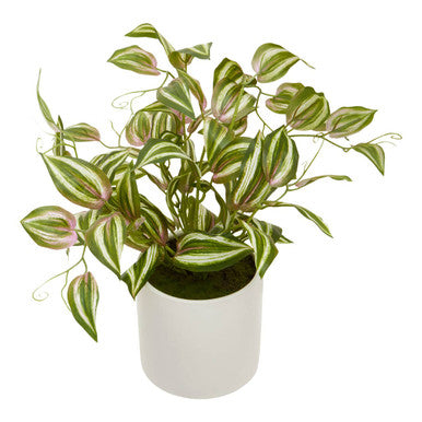 Fiori Inch Plant - image 3