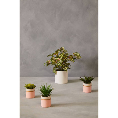 Fiori Inch Plant