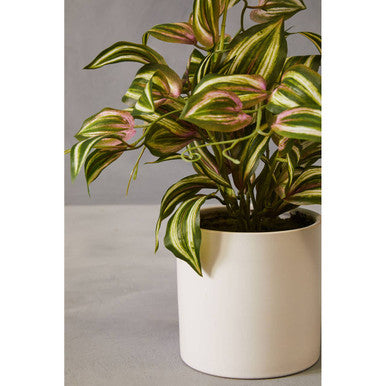 Fiori Inch Plant - image 7