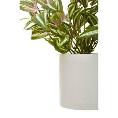 Fiori Inch Plant