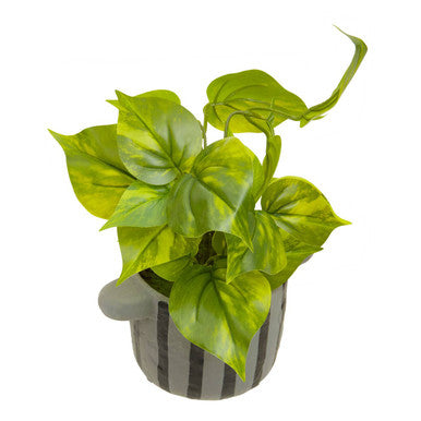 Fiori Devils Ivy - image 6