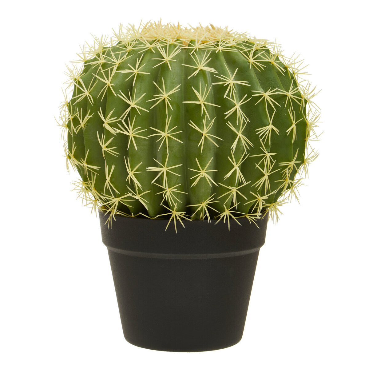 Green cactus in a black pot on a white background