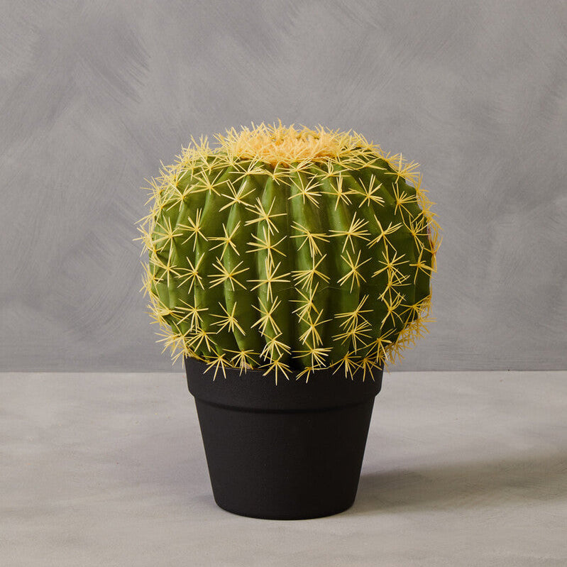 Cylindrical cactus in a pot on a gray background