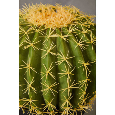 Fiori Cactus
