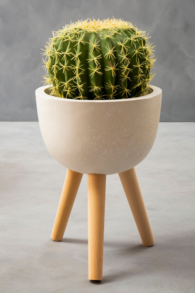 Cactus in a white pot with wooden legs on a gray background